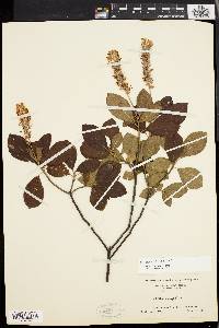 Clethra alnifolia image