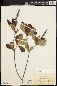 Clethra alnifolia image