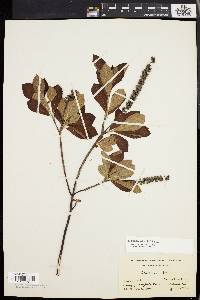 Clethra alnifolia image