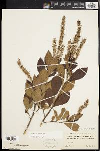 Clethra alnifolia image