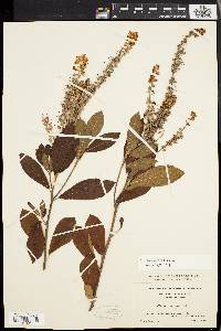 Clethra alnifolia image