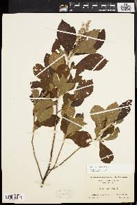 Clethra alnifolia image