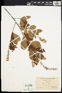 Clethra alnifolia image