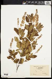 Clethra alnifolia image