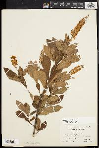 Clethra alnifolia image