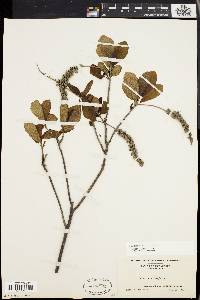 Clethra alnifolia image