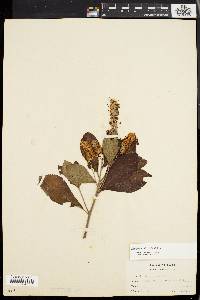 Clethra alnifolia image