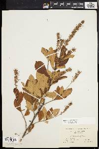 Clethra alnifolia image