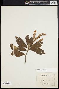 Clethra alnifolia image