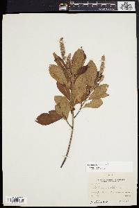 Clethra alnifolia image