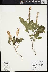 Clethra alnifolia image