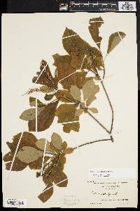 Clethra alnifolia image