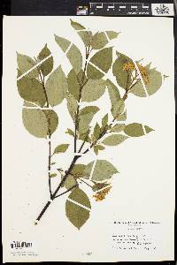 Cornus sericea subsp. sericea image