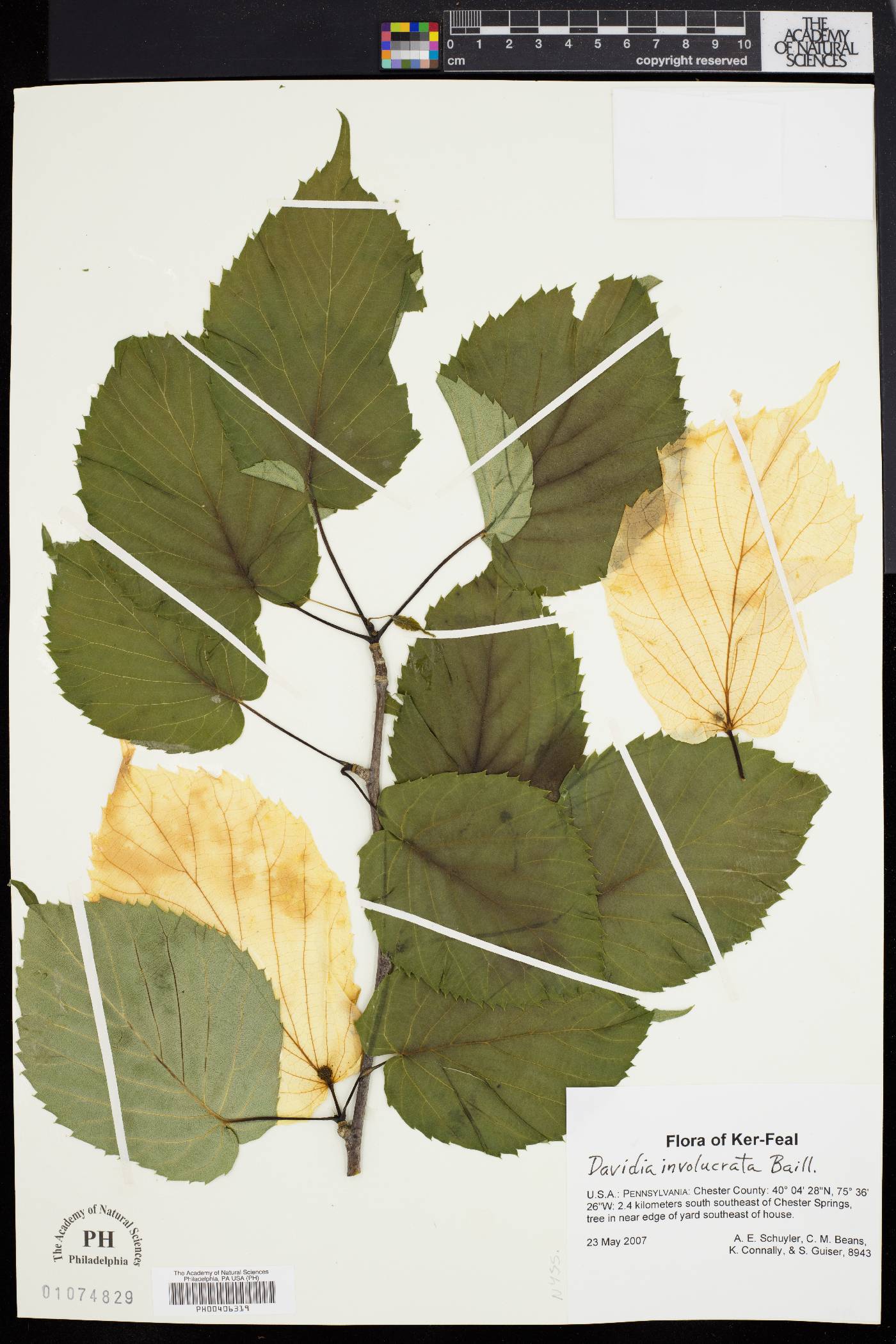 Davidia involucrata image