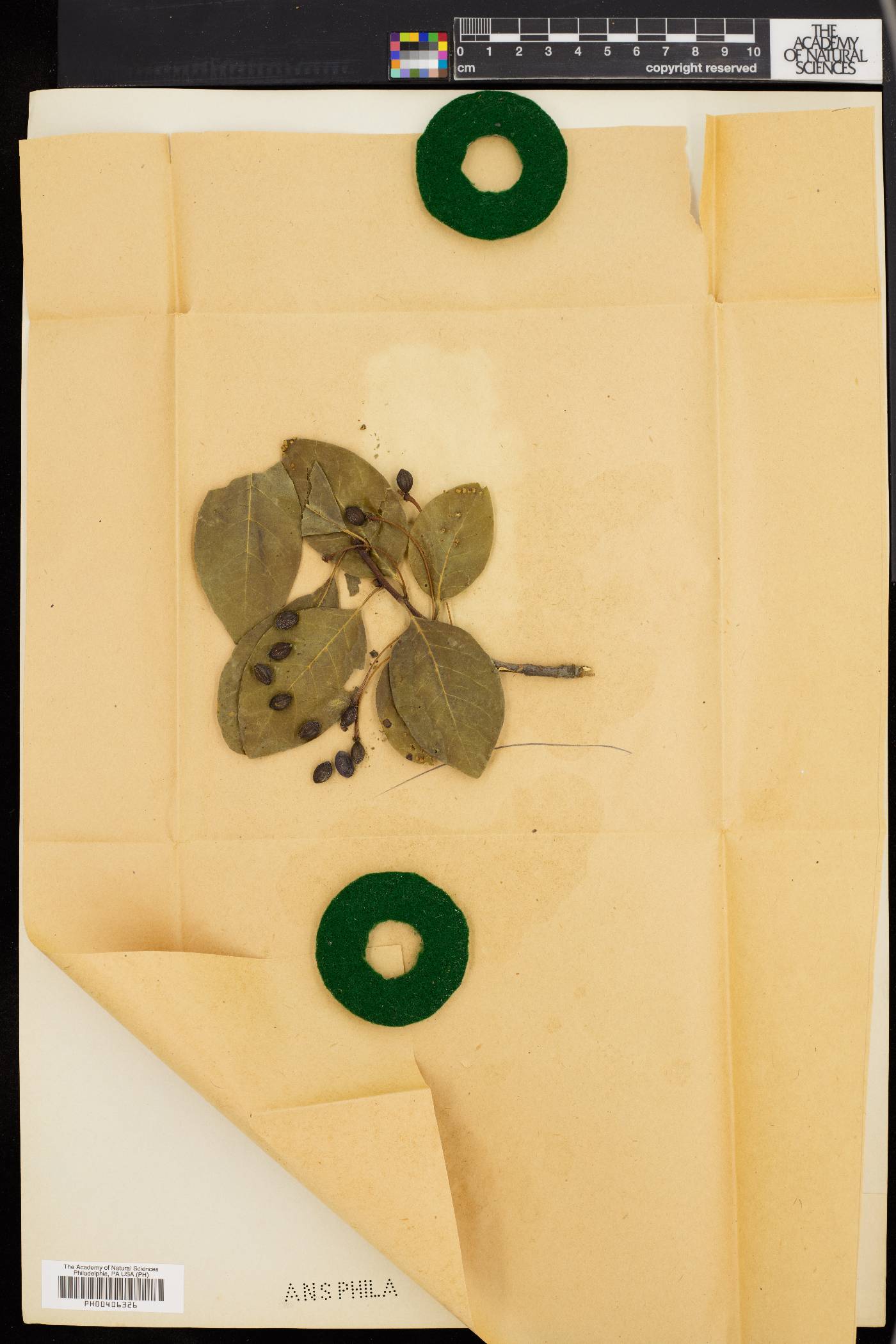Nyssa biflora image