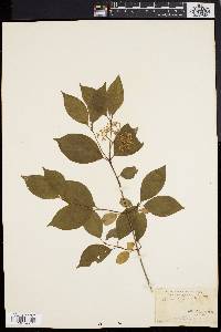 Cornus paniculata image