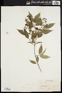 Cornus racemosa image