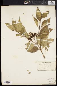 Cornus racemosa image