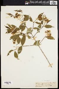 Cornus racemosa image