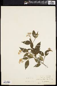 Cornus racemosa image