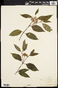 Cornus racemosa image