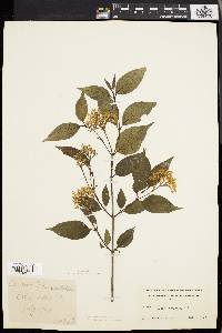 Cornus racemosa image