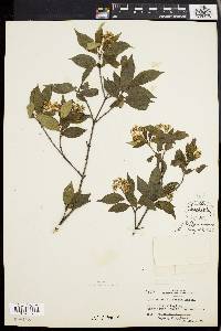 Cornus racemosa image