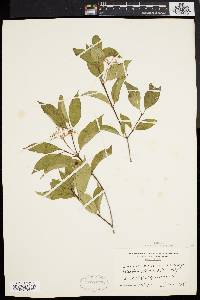 Cornus racemosa image