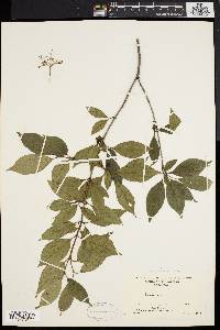 Cornus racemosa image