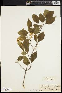 Cornus racemosa image