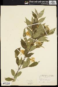 Cornus racemosa image