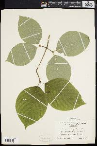 Cornus rugosa image