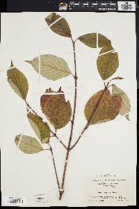 Cornus rugosa image