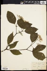 Cornus rugosa image