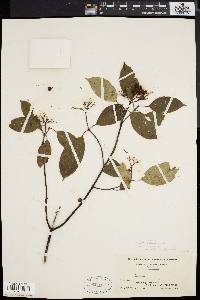 Cornus amomum var. schuetzeana image