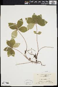 Cornus canadensis image