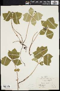 Cornus canadensis image