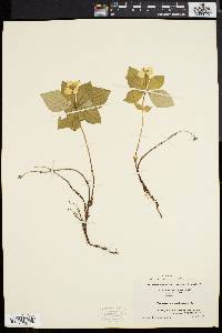 Cornus canadensis image