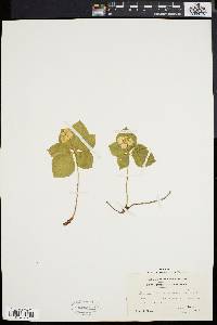 Cornus canadensis image