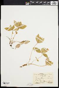 Cornus canadensis image