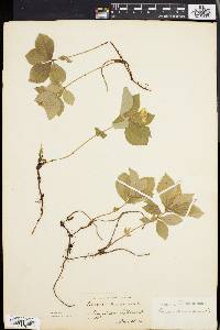 Cornus canadensis image