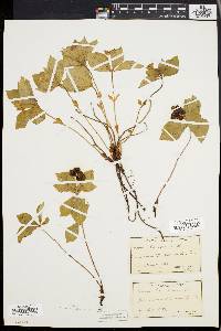 Cornus canadensis image