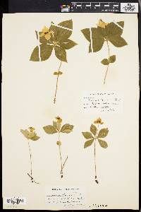 Cornus canadensis image