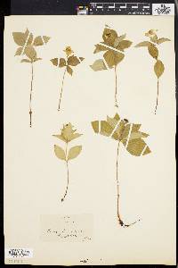 Cornus canadensis image