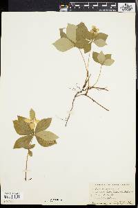 Cornus canadensis image