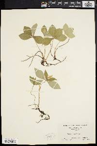 Cornus canadensis image