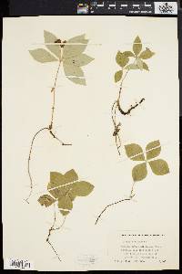 Cornus canadensis image