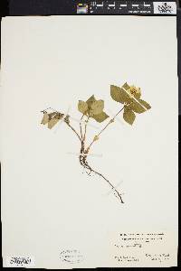 Cornus canadensis image