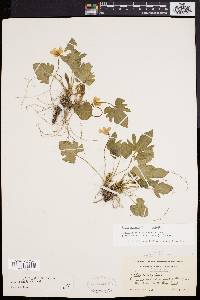 Viola palmata image