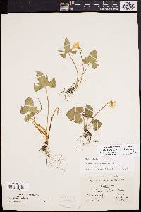 Viola palmata image